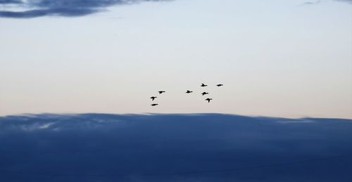 Low angle view of birds flying in sky