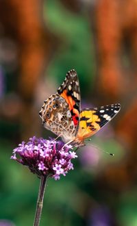 Close-up of butterfly pollinating on purple flower