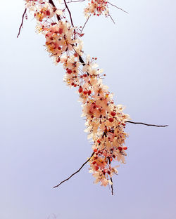 Low angle view of pink flowers on branch