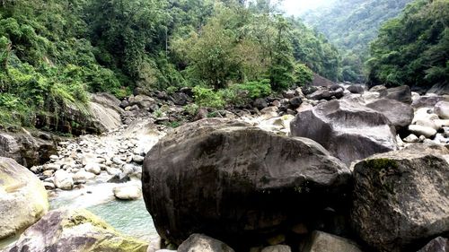 Scenic view of river in forest