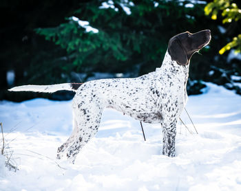 Close-up of a dog on snow