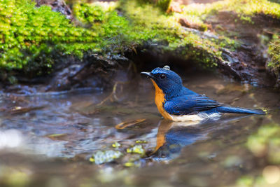 Close-up of bird perching on a lake