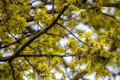 Low angle view of bird perching in blossoming oak tree, cyanistes caeruleus