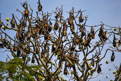 Low angle view of plants against clear sky