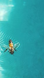 High angle view of insect in blue water