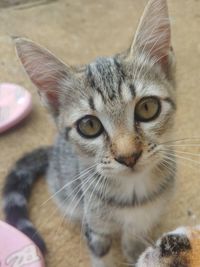 Close-up portrait of a cat