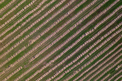 Full frame shot of plants growing on field