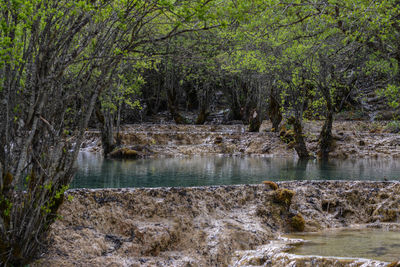 Scenic view of river stream amidst trees in forest