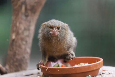 Close-up of a monkey