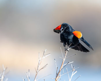 Close-up of bird perching on a plant