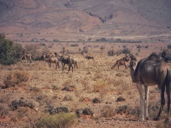 Horses in a field