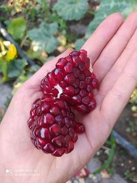 Close-up of hand holding strawberries