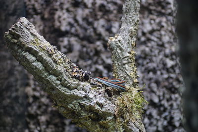 Close-up of tree trunk