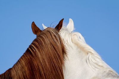 Low angle view of horse against clear blue sky