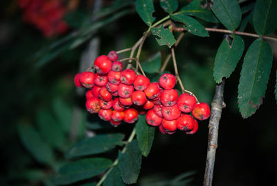 Close-up of red berries growing on tree