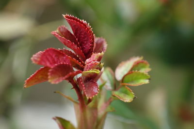 Close-up of red flowering plant