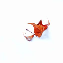 Close-up of dry leaves on white background