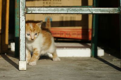 Portrait of cat