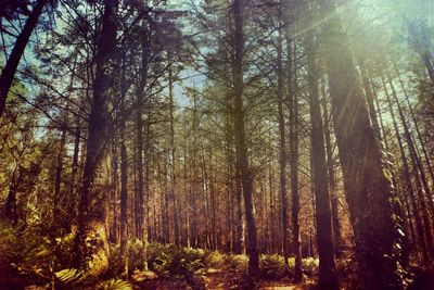 Trees in forest