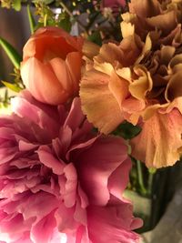 Close-up of pink flowers blooming outdoors