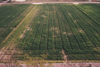 High angle view of agricultural field