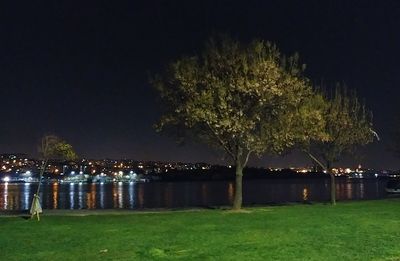 Illuminated grass by trees against sky at night