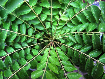 Full frame shot of green leaves