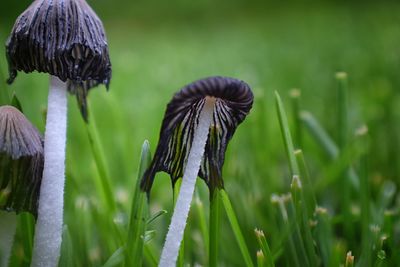 Close-up of mushroom growing in field