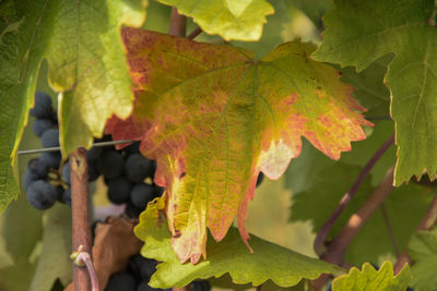 Close-up of maple leaves during autumn