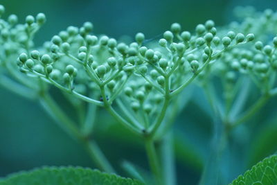 Close-up of water drops on plant