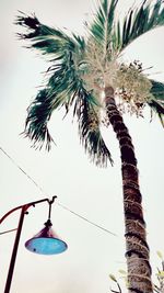 Low angle view of palm tree against sky