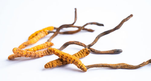 Close-up of red chili peppers on white background