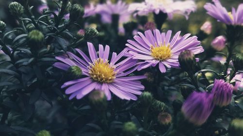 Close-up of pink flowering plants
