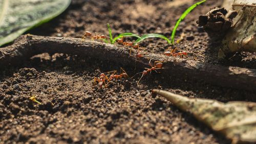 Close-up of ant on ground