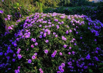 Close-up of purple flowers