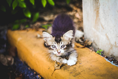 Portrait of kitten by outdoors