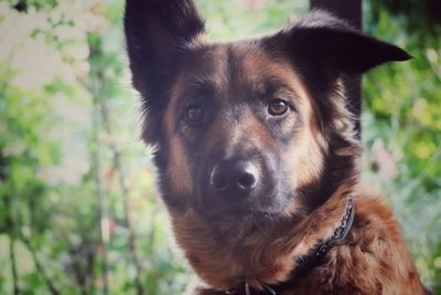 Close-up portrait of dog looking at camera