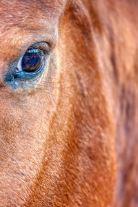 Close-up of horse eye