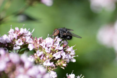 Close-up of fly pollinating on purple flower