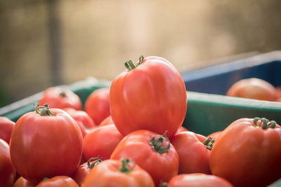 Close-up of tomatoes