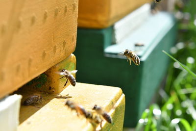 Close-up of bee flying