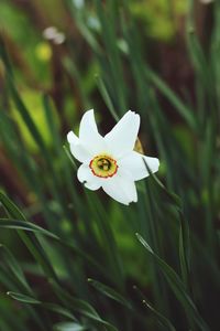 Close-up of white flowering plant