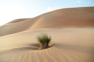 Desert shrub between sand dunes in liwa abu dhabi in uae. beautiful landscape scene.