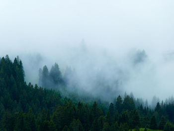 Scenic view of foggy forest against sky