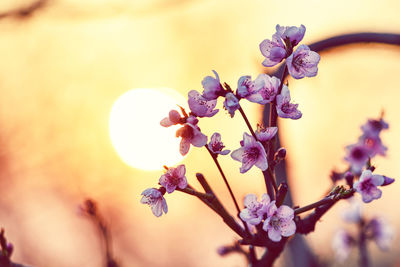 Close-up of purple flowering plant