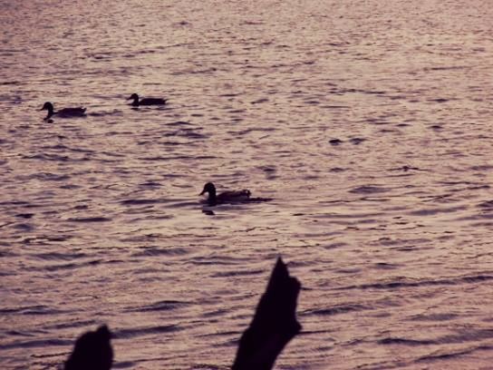 bird, animals in the wild, animal themes, wildlife, water, flying, swimming, rippled, waterfront, one animal, spread wings, lake, nature, duck, sea, two animals, water bird, high angle view, seagull, silhouette