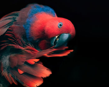 Close-up of a bird against black background