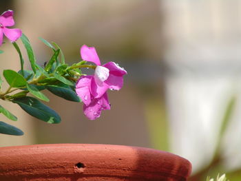 Close-up of flowers blooming outdoors