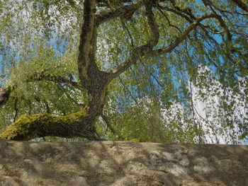 Trees growing in forest