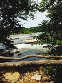 Scenic view of river flowing through forest